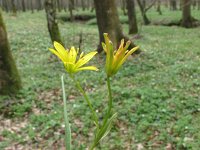 Gagea spathacea 2, Schedegeelster, Saxifraga-Jasenka Topic