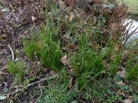 Gagea spathacea 21, Schedegeelster, Saxifraga-Ed Stikvoort