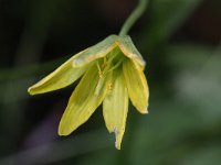 Gagea spathacea 4, Schedegeelster, Saxifraga-Rutger Barendse