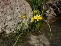 Gagea sulfurea 2, Saxifraga-Ed Stikvoort