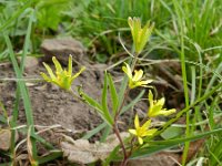 Gagea villosa 10, Akkergeelster, Saxifraga-Rutger Barendse