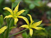 Gagea villosa 13, Akkergeelster, Saxifraga-Hans Dekker