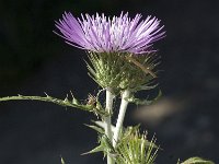 Galactites tomentosa 11, Saxifraga-Jan van der Straaten