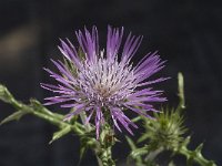 Galactites tomentosa 13, Saxifraga-Jan van der Straaten