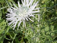 Galactites tomentosa 14, Saxifraga-Rutger Barendse