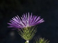 Galactites tomentosa 16, Saxifraga-Willem van Kruijsbergen