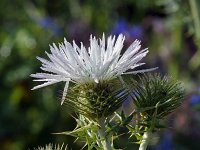 Galactites tomentosa 17, Saxifraga-Jeroen Willemsen