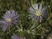 Galactites tomentosa 20, Saxifraga-Willem van Kruijsbergen