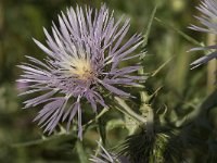 Galactites tomentosa 21, Saxifraga-Jan van der Straaten