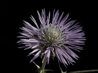 Galactites tomentosa 22, Saxifraga-Willem van Kruijsbergen