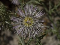 Galactites tomentosa 25, Saxifraga-Willem van Kruijsbergen