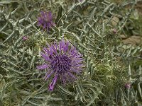 Galactites tomentosa 28, Saxifraga-Willem van Kruijsbergen