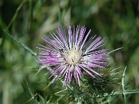 Galactites tomentosa 3, Saxifraga-Jan van der Straaten