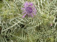 Galactites tomentosa 30, Saxifraga-Jan van der Straaten