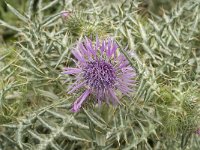 Galactites tomentosa 31, Saxifraga-Jan van der Straaten