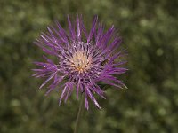 Galactites tomentosa 35, Saxifraga-Willem van Kruijsbergen