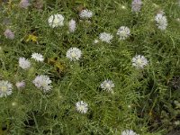 Galactites tomentosa 40, Saxifraga-Jan van der Straaten