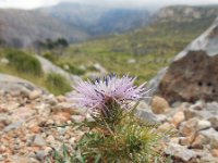 Galactites tomentosa 42, Saxifraga-Ed Stikvoort