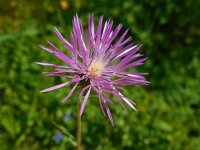 Galactites tomentosa 44, Saxifraga-Ed Stikvoort