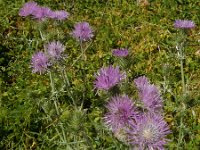 Galactites tomentosa 49, Saxifraga-Peter Meininger