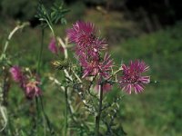 Galactites tomentosa 5, Saxifraga-Piet Zomerdijk