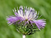 Galactites tomentosa 56, Saxifraga-Sonja Bouwman  Purple milk thistle - Galactites tomentosus - Asteraceae familie