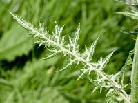 Galactites tomentosa 57, Saxifraga-Sonja Bouwman  Purple milk thistle - Galactites tomentosus - Asteraceae familie