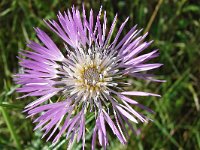 Galactites tomentosus 60, Saxifraga-Tom Heijnen  Centaurea sp.