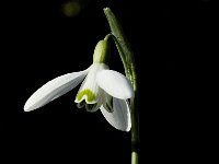 Galanthus nivalis 10, Gewoon sneeuwklokje, Saxifraga-Jan van der Straaten