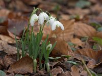 Galanthus nivalis 13, Gewoon sneeuwklokje, Saxifraga-Luc Hoogenstein