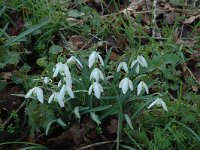 Galanthus nivalis 15, Gewoon sneeuwklokje, Saxifraga-Jan van der Straaten