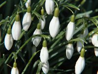 Galanthus nivalis 17, Gewoon sneeuwklokje, Saxifraga-Jan van der Straaten