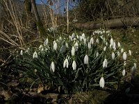 Galanthus nivalis 18, Gewoon sneeuwklokje, Saxifraga- Jan van der Straaten