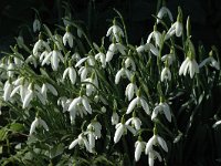 Galanthus nivalis 2, Gewoon sneeuwklokje, Saxifraga-Jan van der Straaten