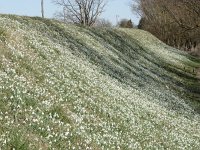 Galanthus nivalis 21, Gewoon sneeuwklokje, Saxifraga-Jasenka Topic