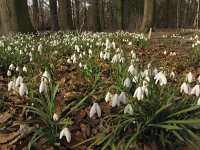 Galanthus nivalis 23, Gewoon sneeuwklokje, Saxifraga-Rob Felix : Plantae, Plants, planten