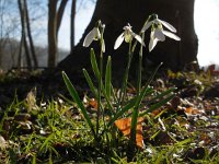 Galanthus nivalis 26, Gewoon sneeuwklokje, Saxifraga-Ed Stikvoort