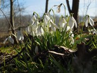 Galanthus nivalis 27, Gewoon sneeuwklokje, Saxifraga-Ed Stikvoort