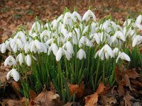 Galanthus nivalis 29, Gewoon sneeuwklokje, Saxifraga-Ed Stikvoort