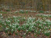 Galanthus nivalis 33, Gewoon sneeuwklokje, Saxifraga-Ed Stikvoort