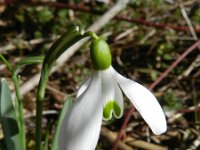 Galanthus nivalis 34, Gewoon sneeuwklokje, Saxifraga-Rutger Barendse