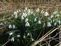 Galanthus nivalis 35, Gewoon sneeuwklokje, Saxifraga-Rutger Barendse