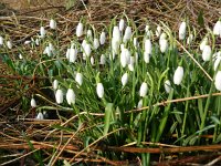 Galanthus nivalis 36, Gewoon sneeuwklokje, Saxifraga-Rutger Barendse