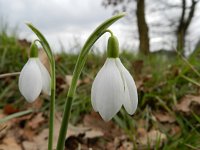 Galanthus nivalis 37, Gewoon sneeuwklokje, Saxifraga-Rutger Barendse