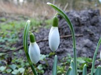 Galanthus nivalis 38, Gewoon sneeuwklokje, Saxifraga-Rutger Barendse