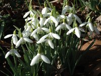 Galanthus nivalis 4, Gewoon sneeuwklokje, Saxifraga-Jan van der Straaten