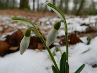 Galanthus nivalis 42, Gewoon sneeuwklokje, Saxifraga-Rutger Barendse