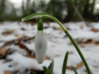 Galanthus nivalis 44, Gewoon sneeuwklokje, Saxifraga-Rutger Barendse