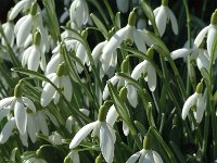 Galanthus nivalis 6, Gewoon sneeuwklokje, Saxifraga-Jan van der Straaten