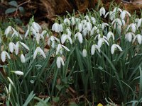 Galanthus nivalis 7, Gewoon sneeuwklokje, Saxifraga-Willem van Kruijsbergen